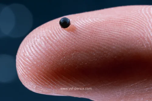 میکرو‌روبات‌های تزریقی؛ امید تازه برای درمان سریع سکته مغزی در جشنواره اندیشمندان و دانشمندان جوان